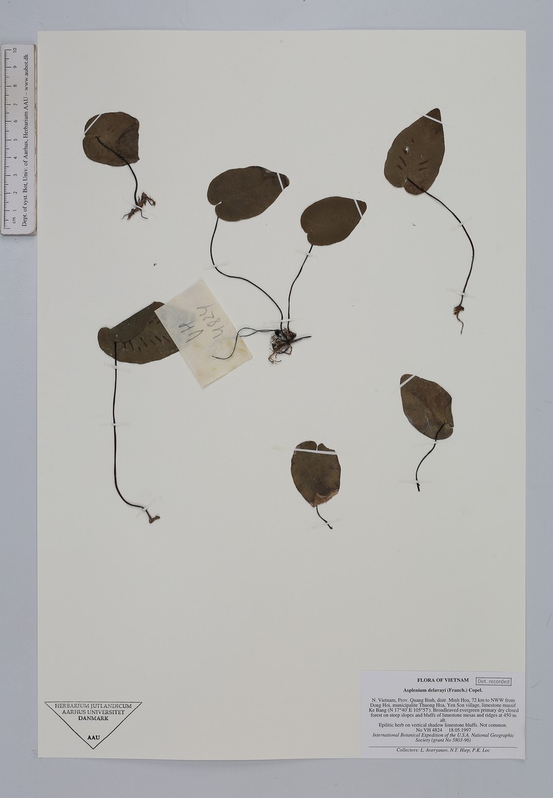 Asplenium delavayi photo 4