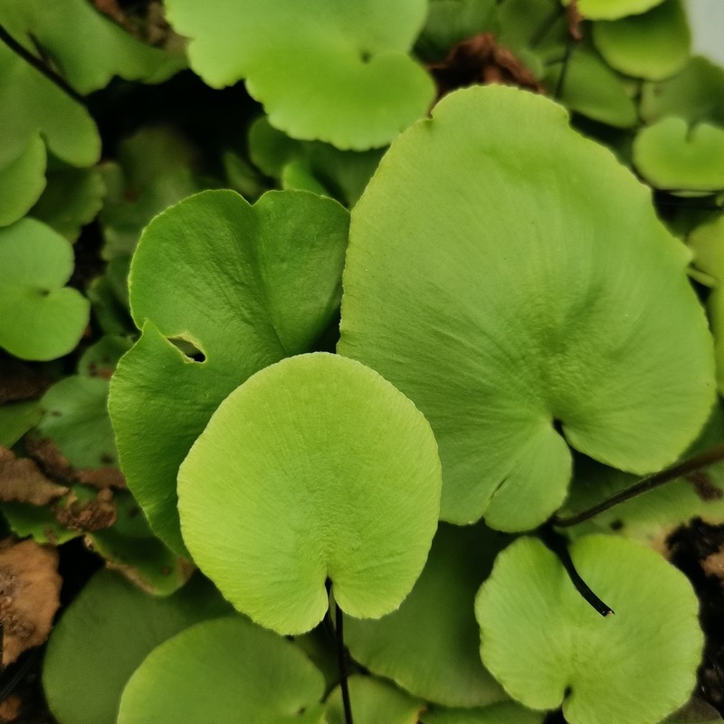 Asplenium delavayi