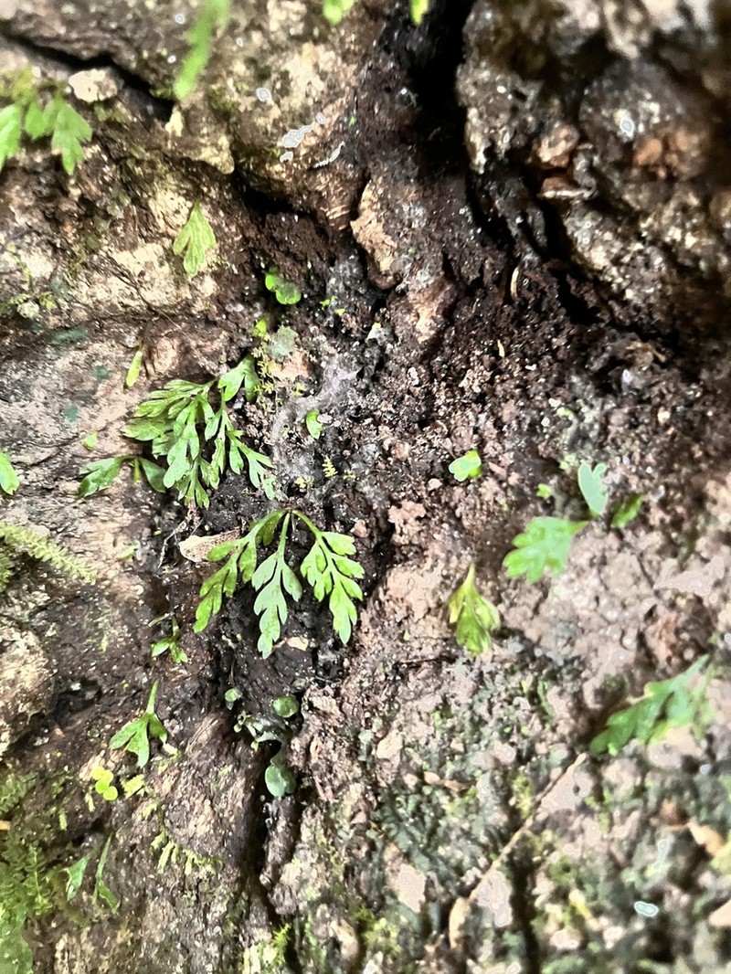 Asplenium delicatulum