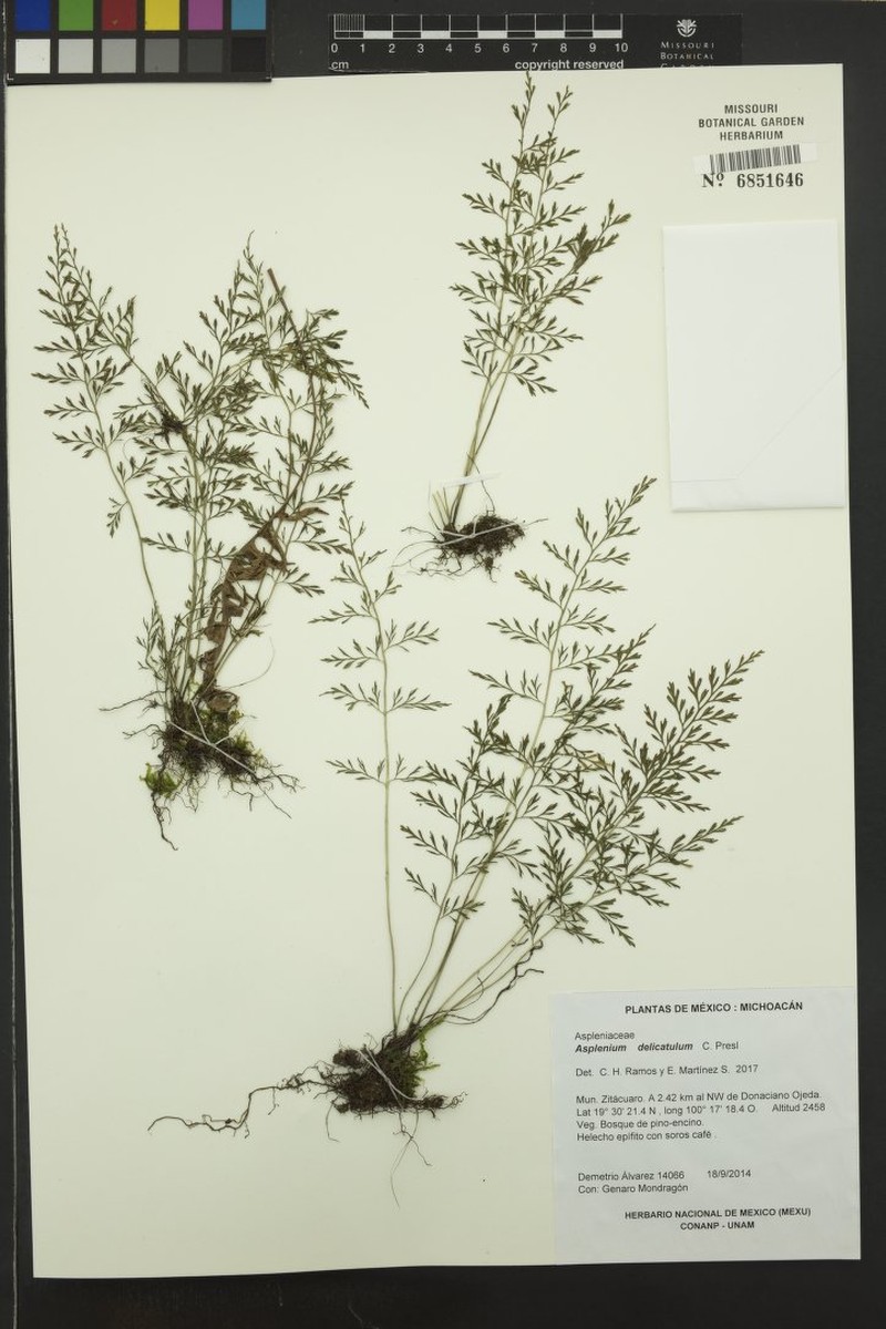 Asplenium delicatulum photo 2