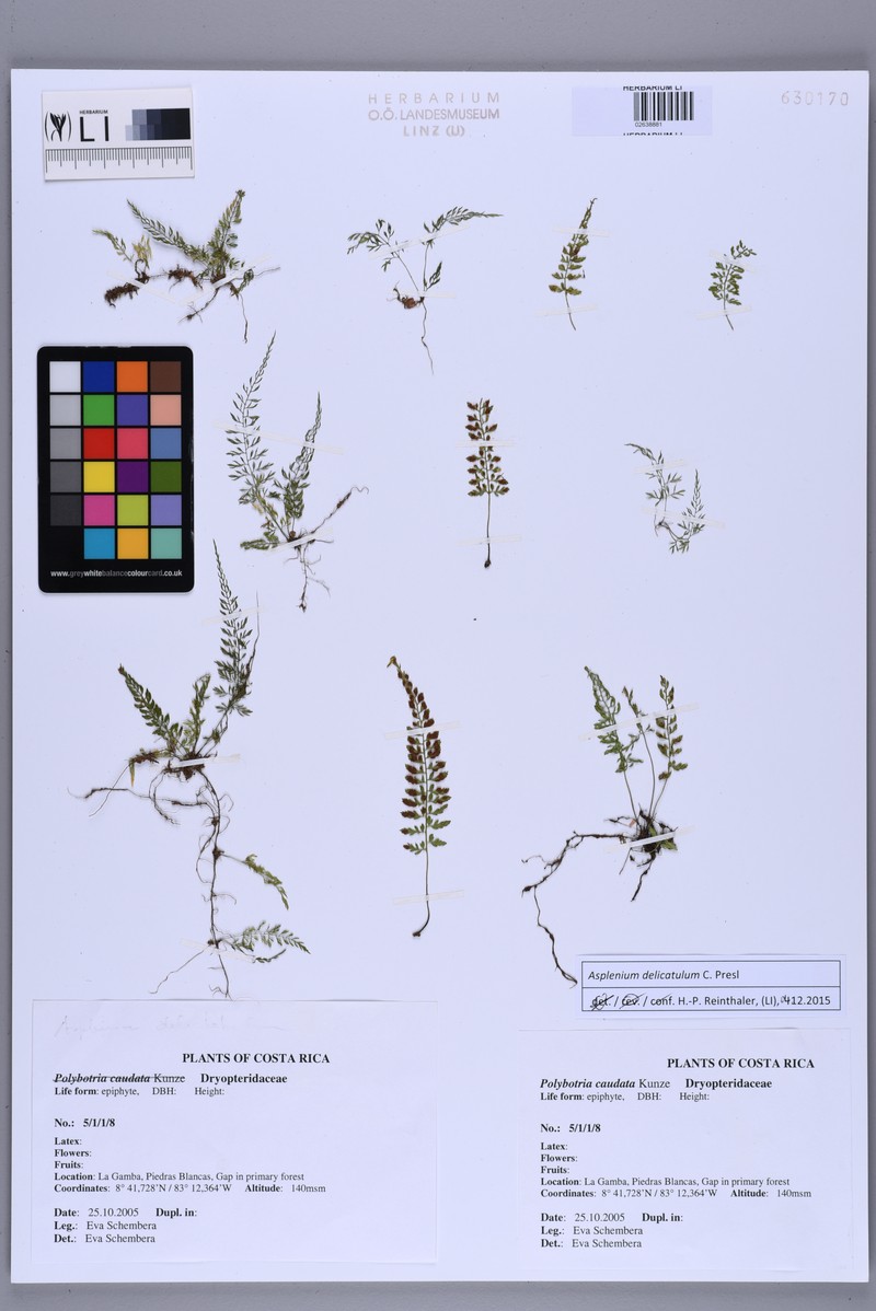 Asplenium delicatulum photo 3
