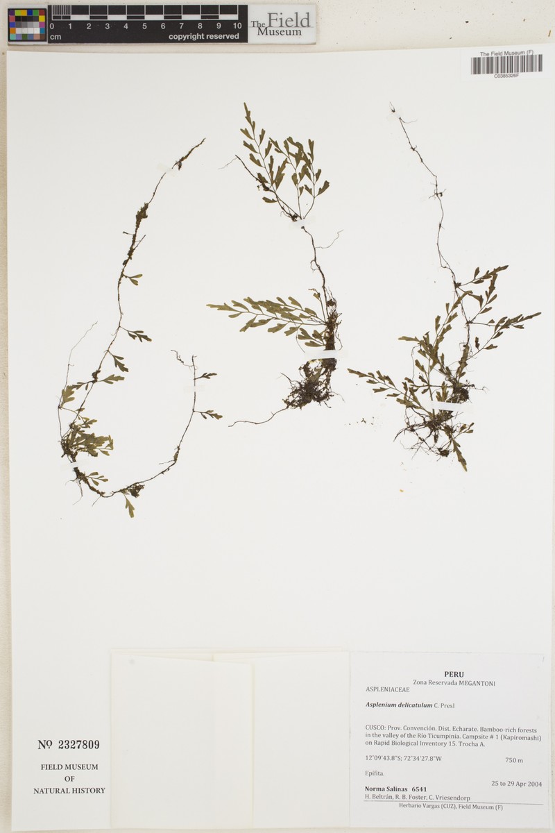 Asplenium delicatulum photo 5