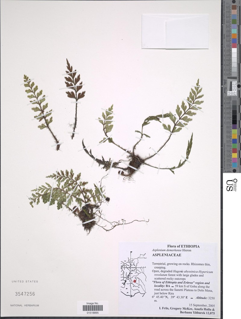 Asplenium demerkense photo 2