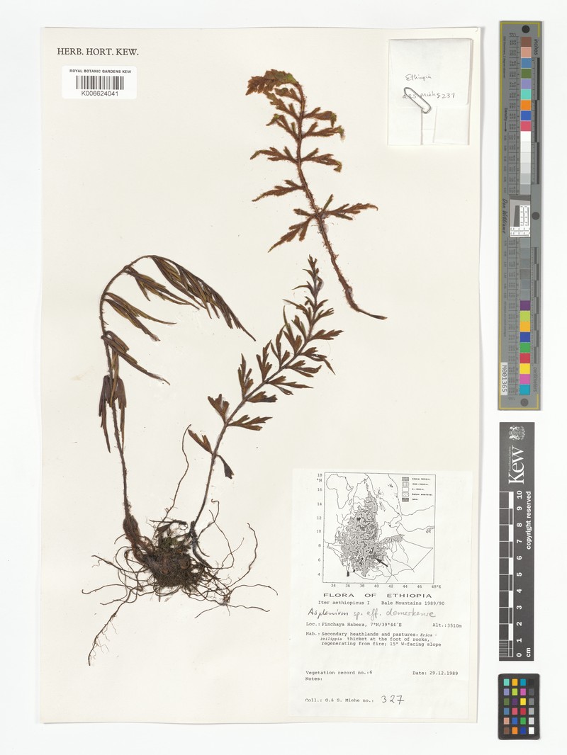 Asplenium demerkense photo 3