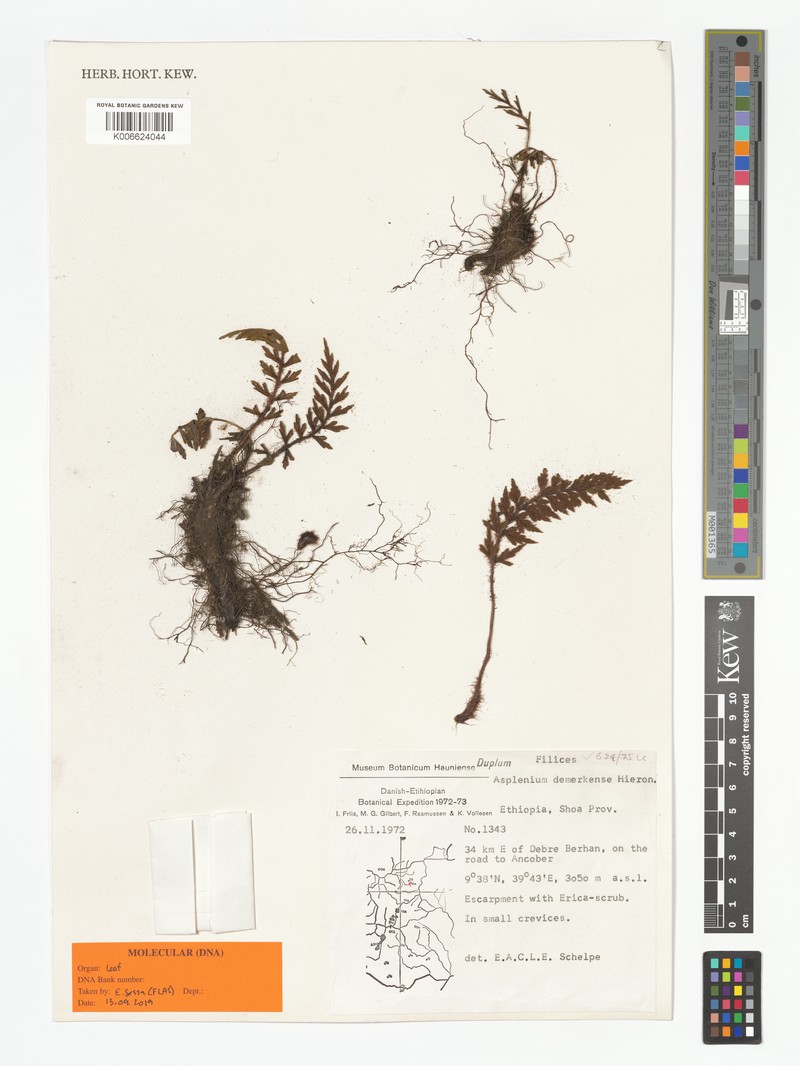 Asplenium demerkense photo 4