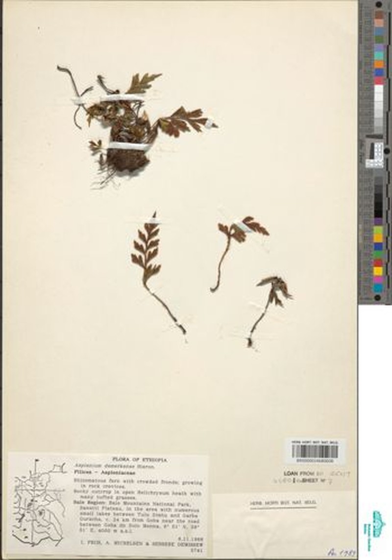 Asplenium demerkense