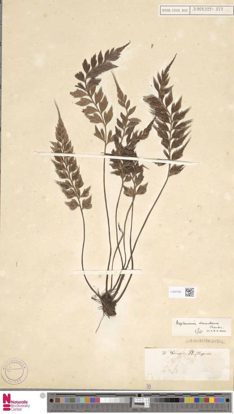 Asplenium demerkense photo 2