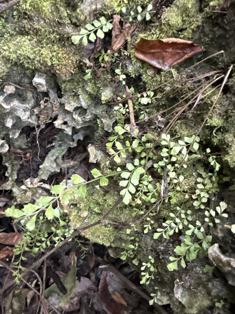 Asplenium dentatum