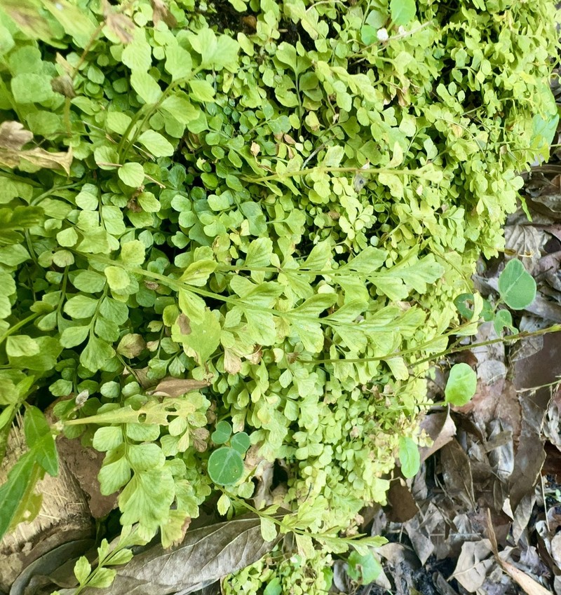 Asplenium dentatum photo 2