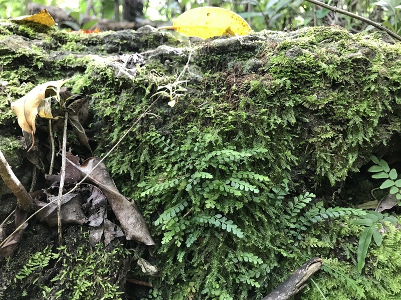 Asplenium dentatum photo 3
