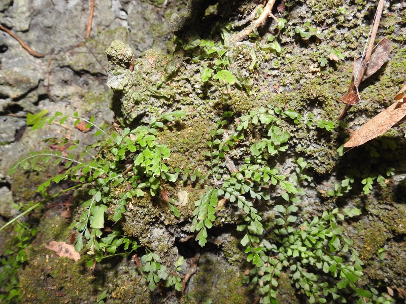 Asplenium dentatum photo 4