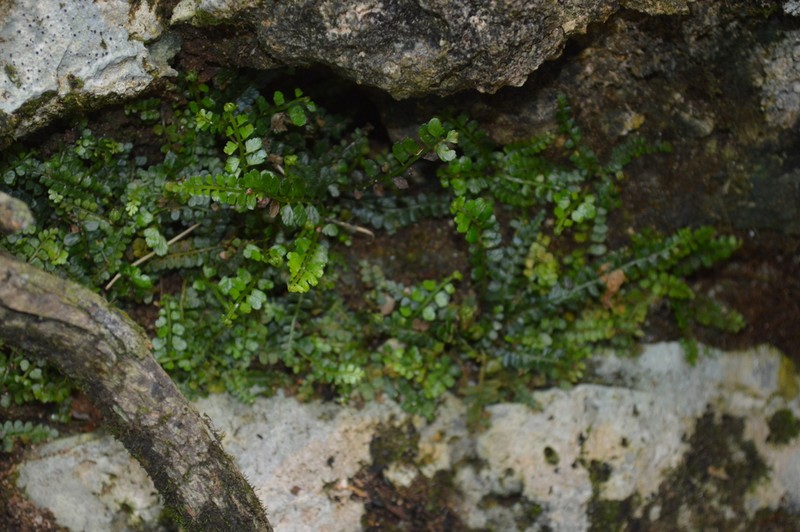 Asplenium dentatum photo 5