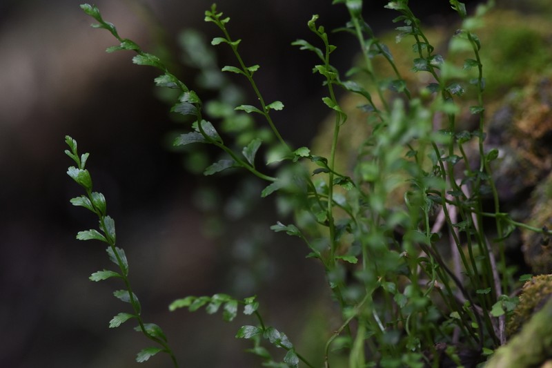 Asplenium dentatum photo 6