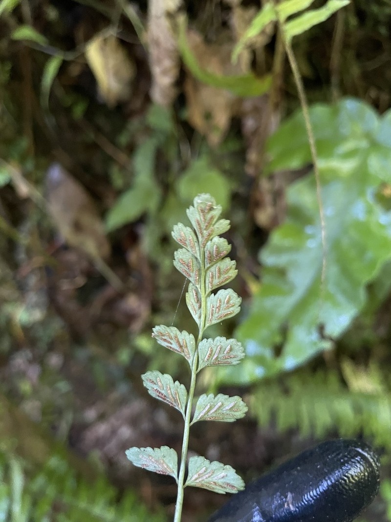 Asplenium dentatum photo 7