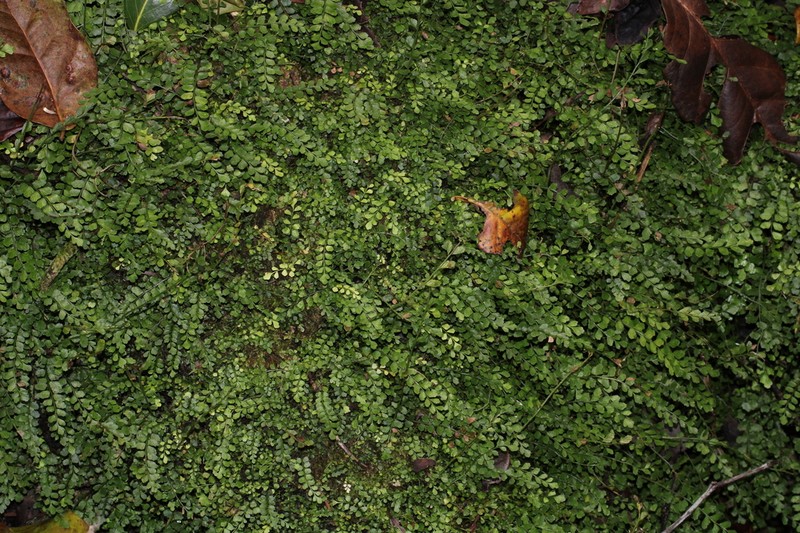 Asplenium dentatum photo 8