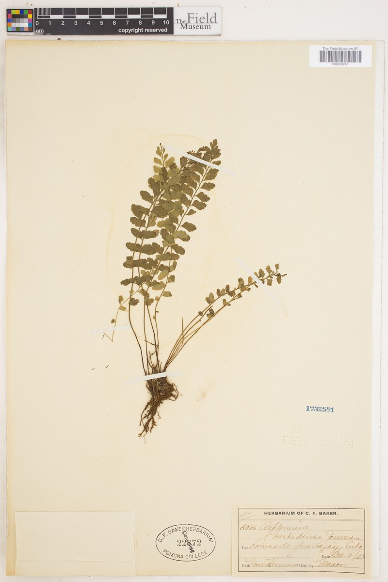 Asplenium dentatum subsp. barbadense