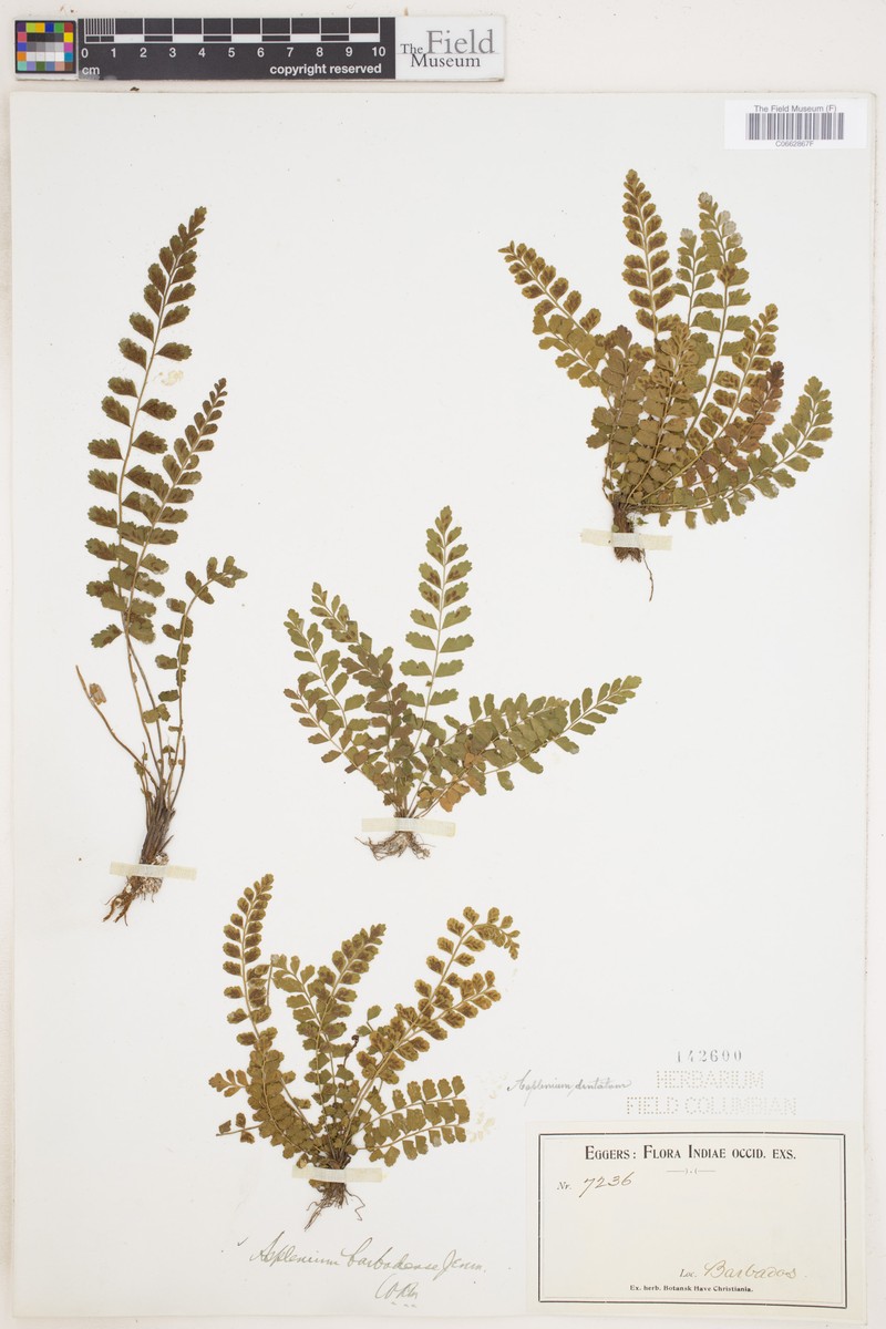 Asplenium dentatum subsp. barbadense photo 2