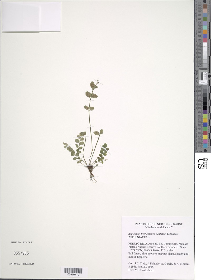 Toothed Spleenwort