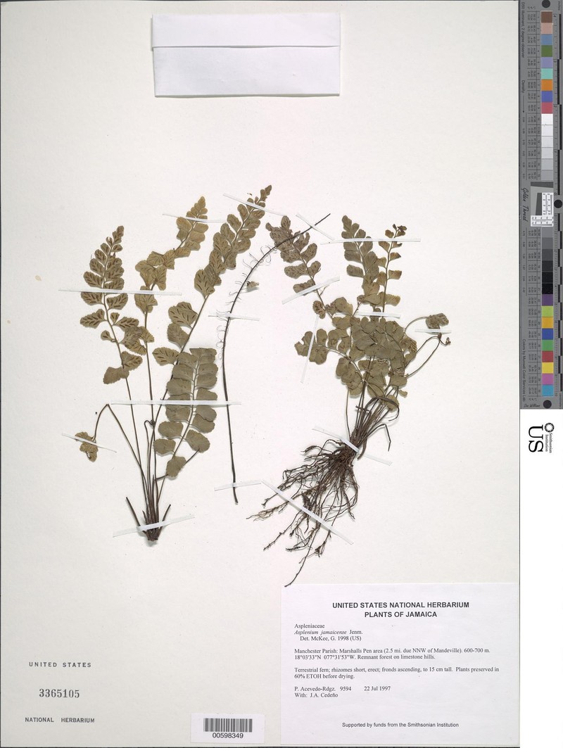 Asplenium dentatum subsp. jamaicense