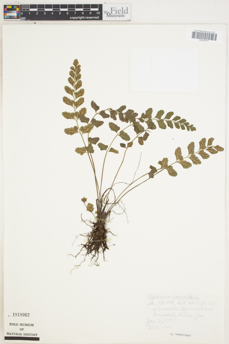 Asplenium dentatum subsp. jamaicense photo 2