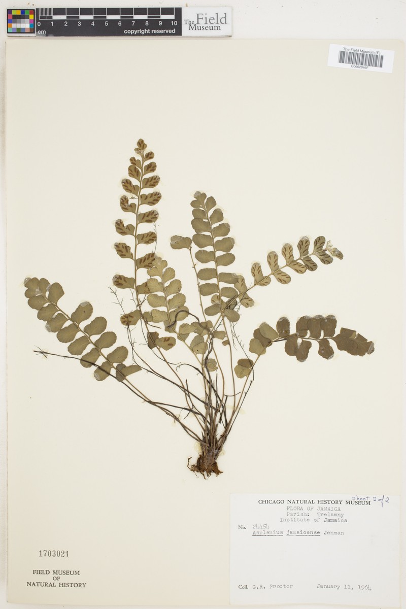 Asplenium dentatum subsp. jamaicense photo 3