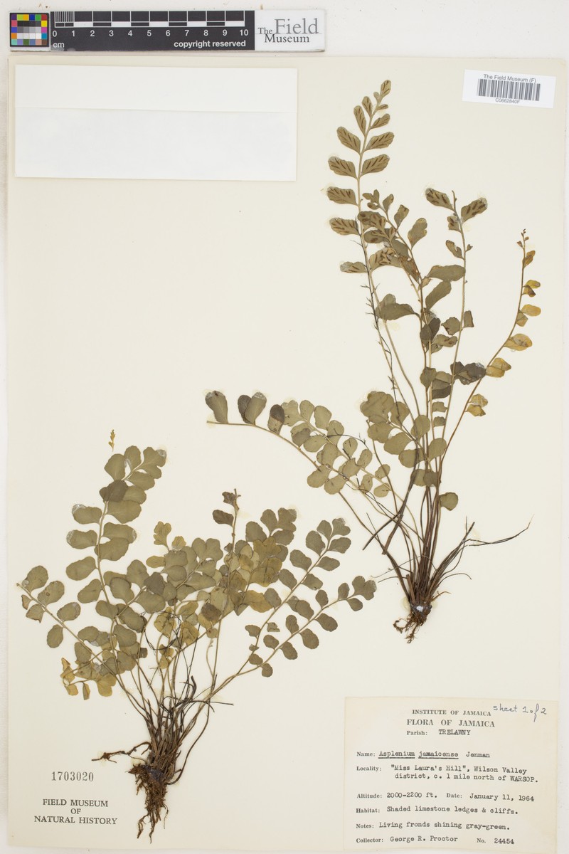 Asplenium dentatum subsp. jamaicense photo 4