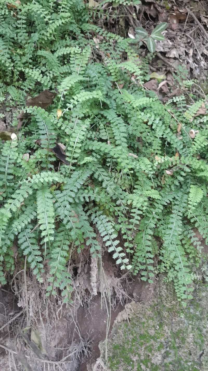 Asplenium depauperatum