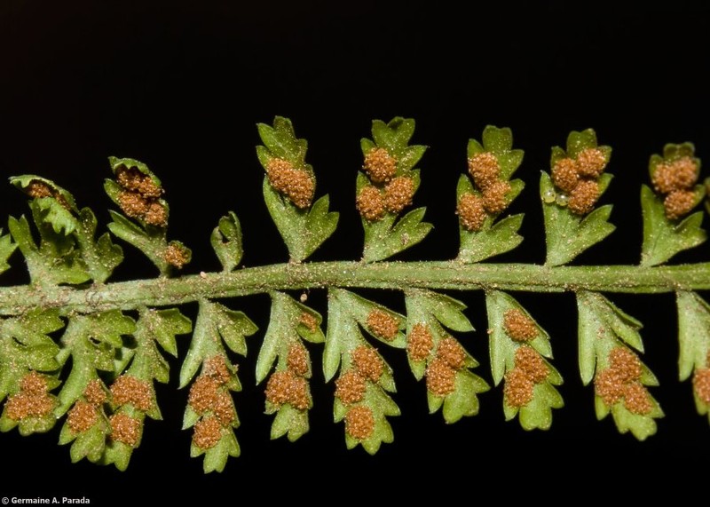 Asplenium depauperatum photo 2
