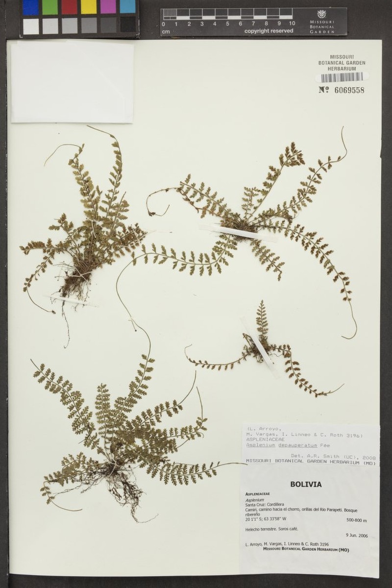 Asplenium depauperatum photo 3