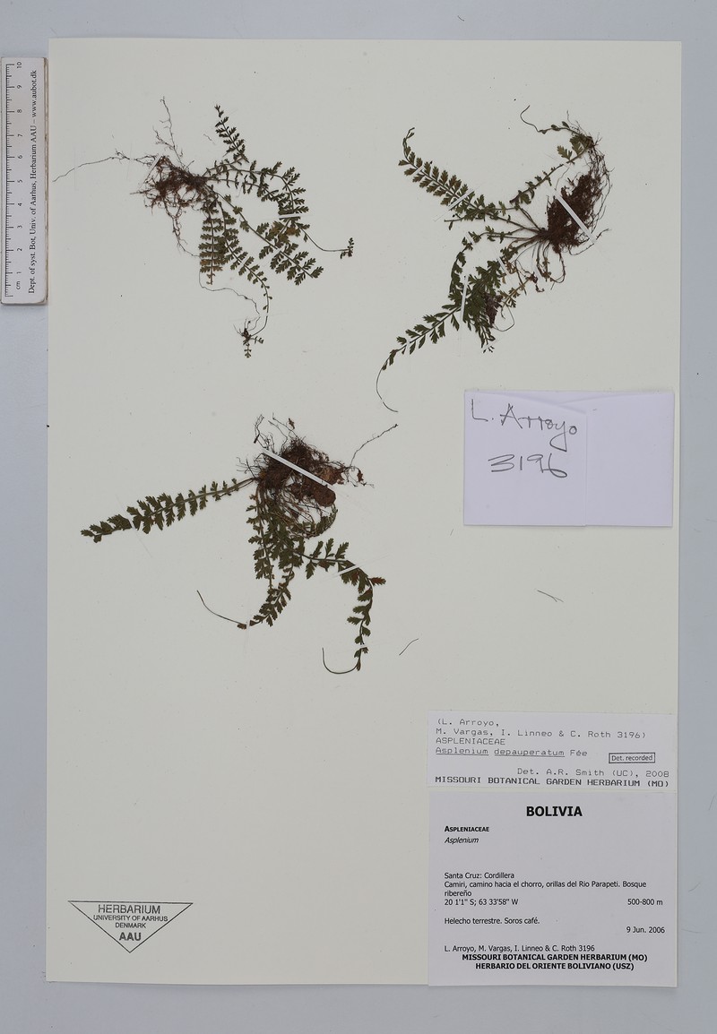 Asplenium depauperatum