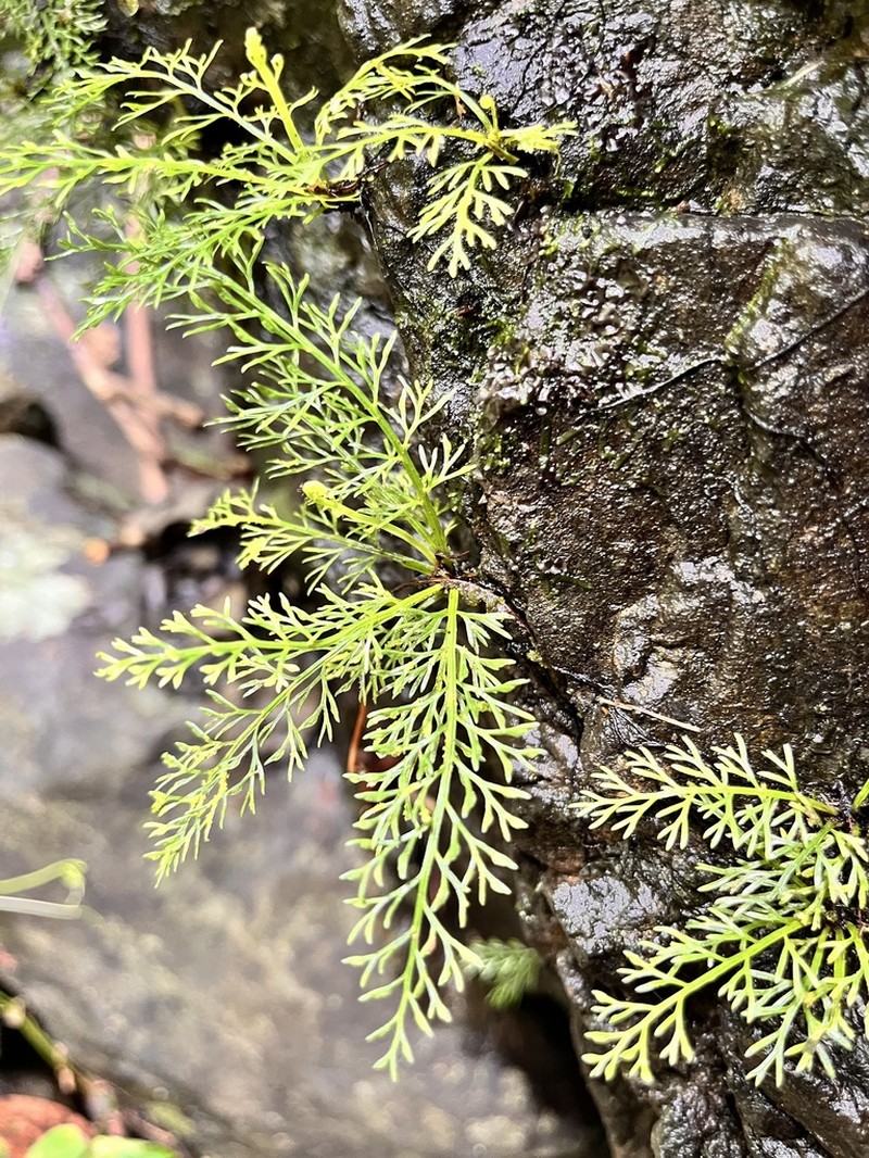 Asplenium dichotomum
