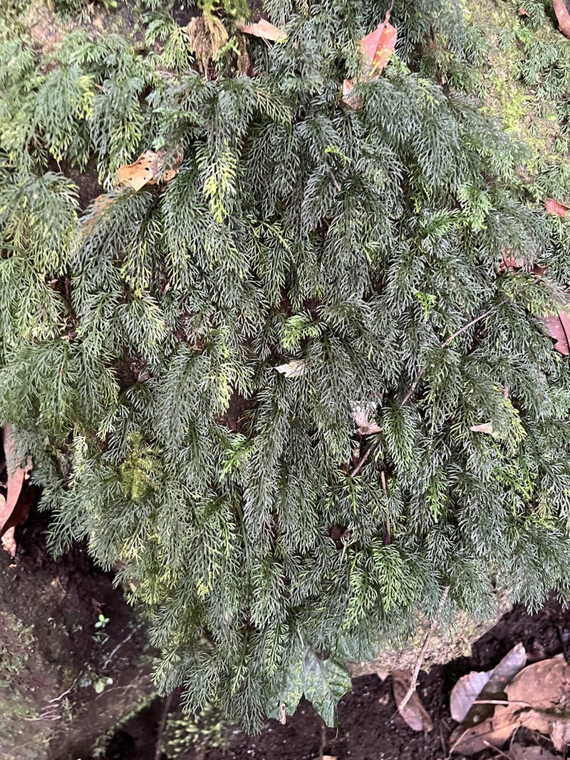 Asplenium dichotomum photo 2