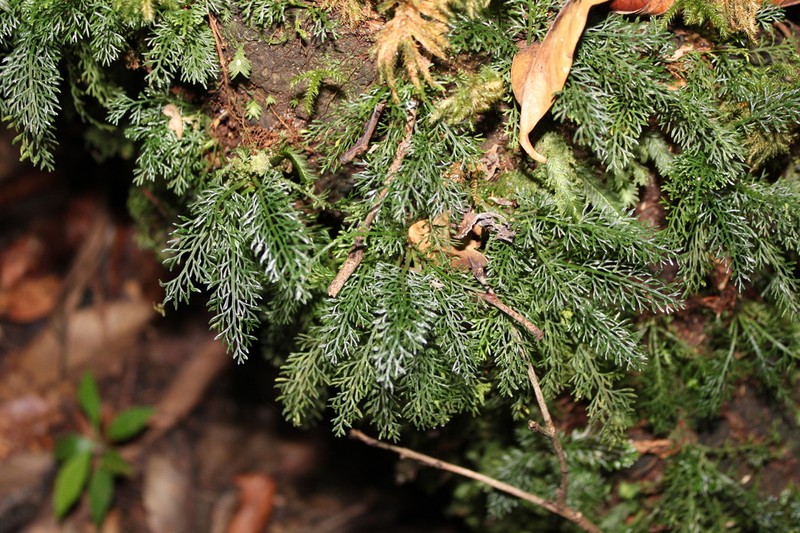 Asplenium dichotomum photo 3