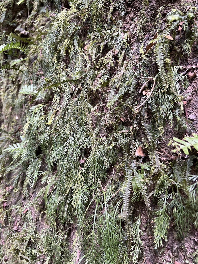 Asplenium dichotomum photo 4