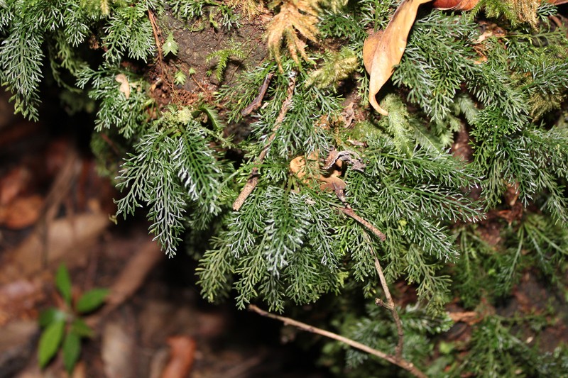 Asplenium dichotomum photo 7