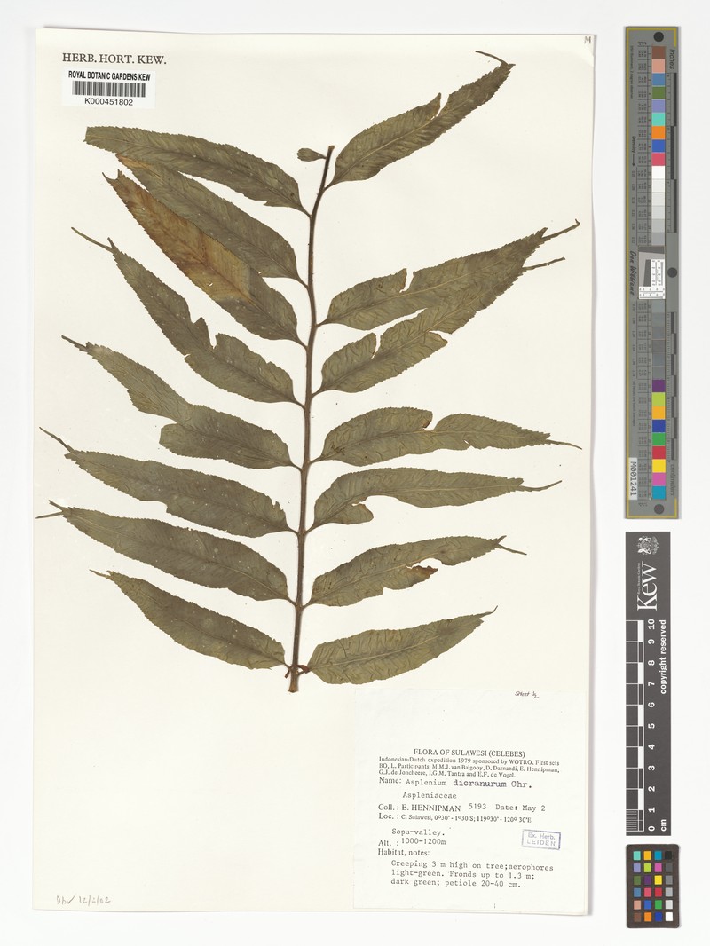 Asplenium dicranurum photo 3
