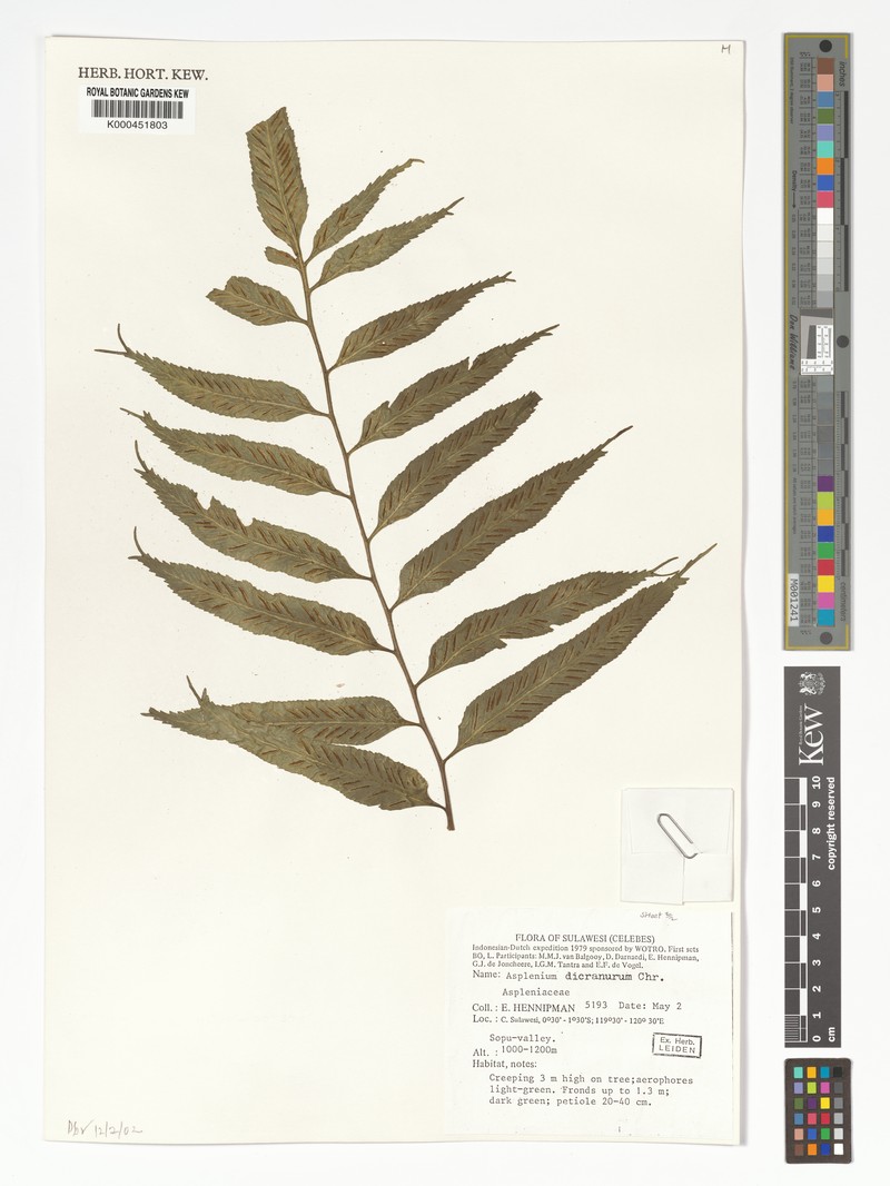 Asplenium dicranurum photo 4