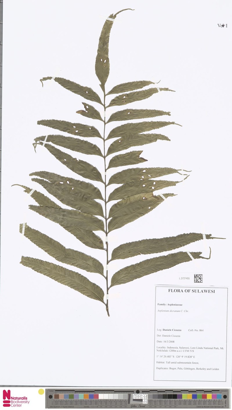 Asplenium dicranurum