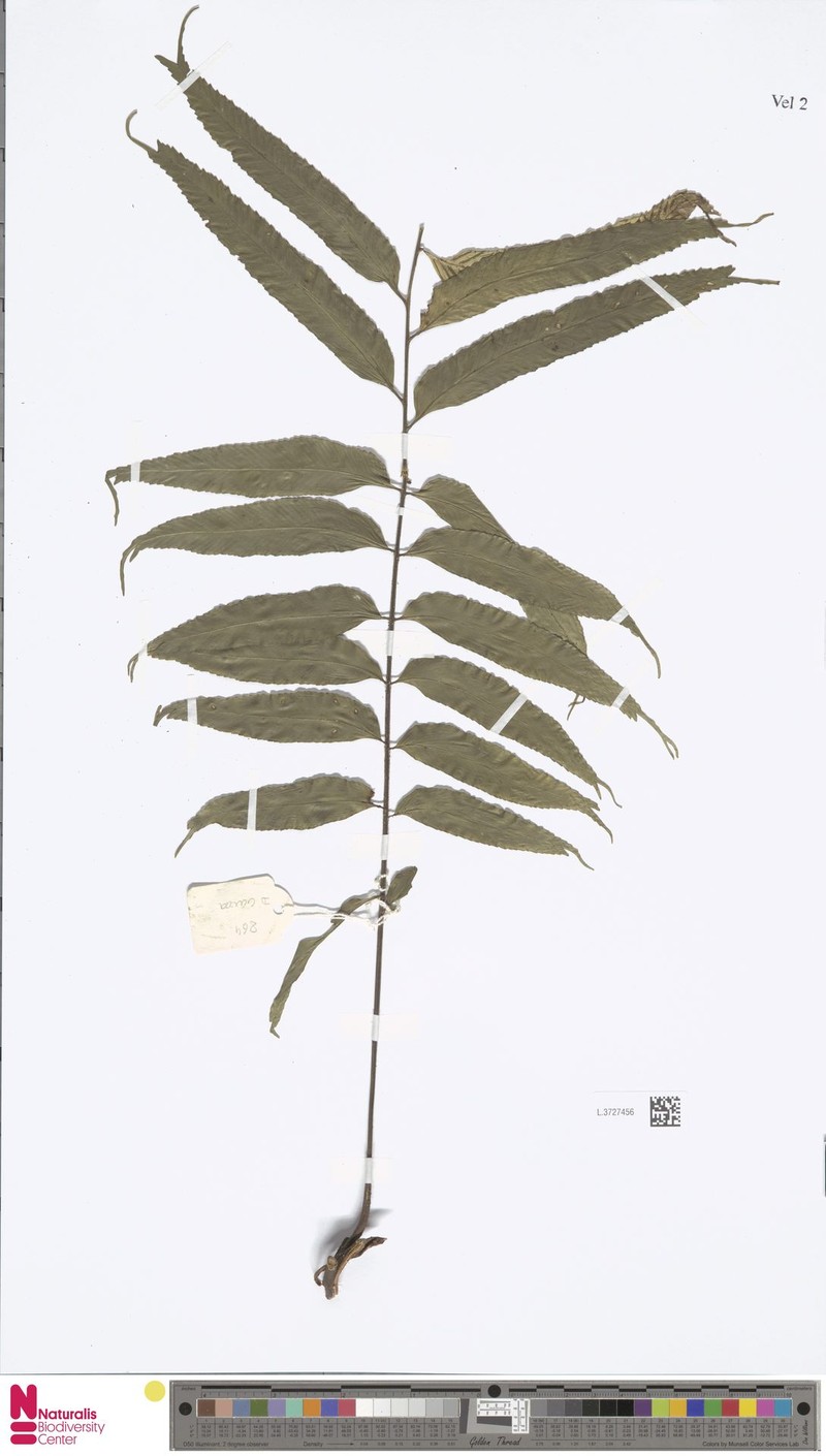 Asplenium dicranurum photo 2