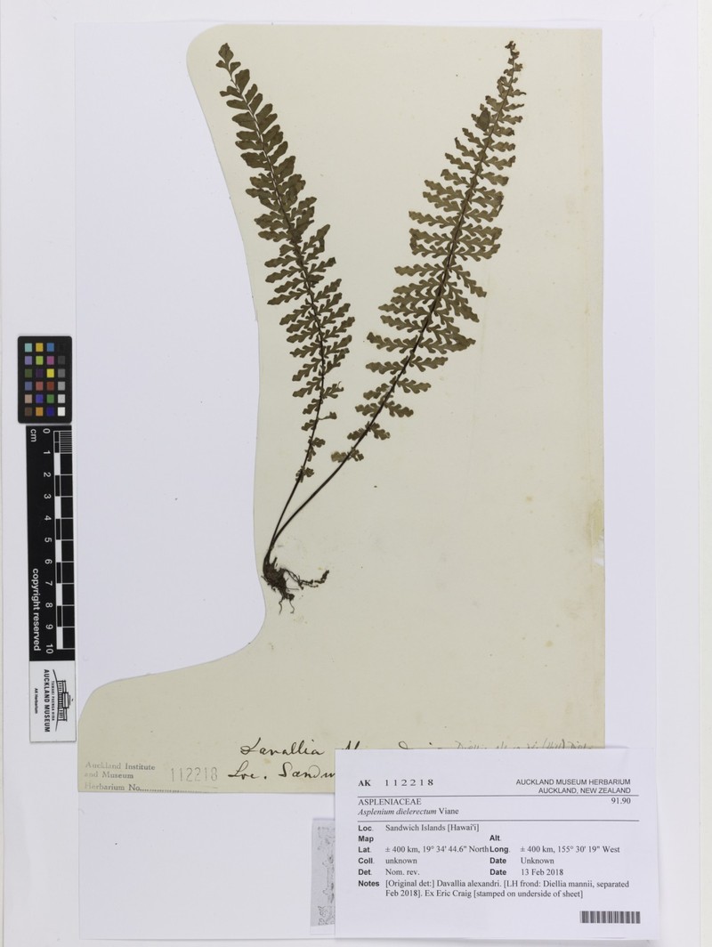 Diellia pumila