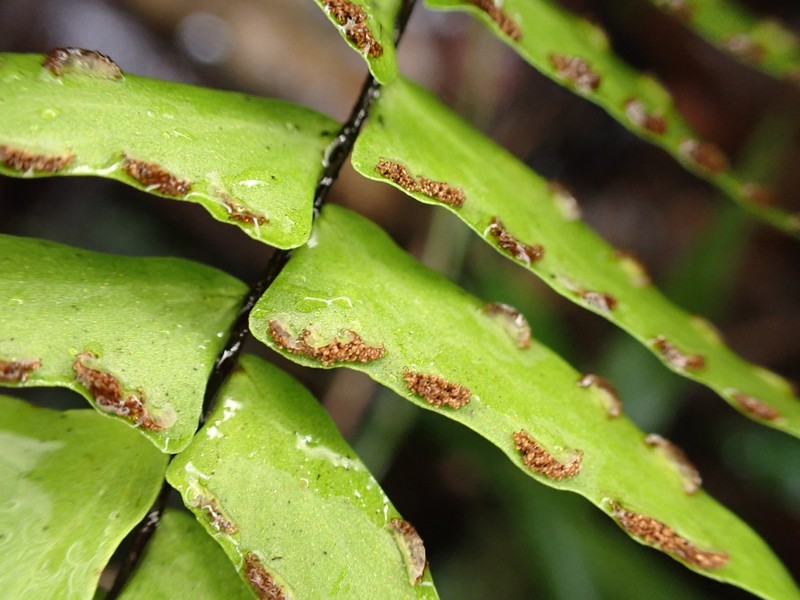 Erect Island Spleenwort photo 3