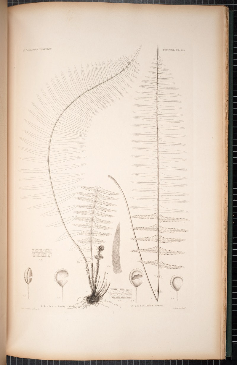 Sickle Island Spleenwort