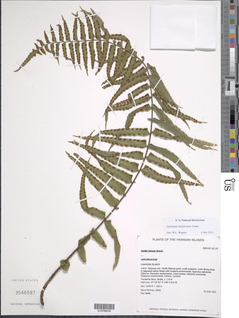 Sickle Island Spleenwort