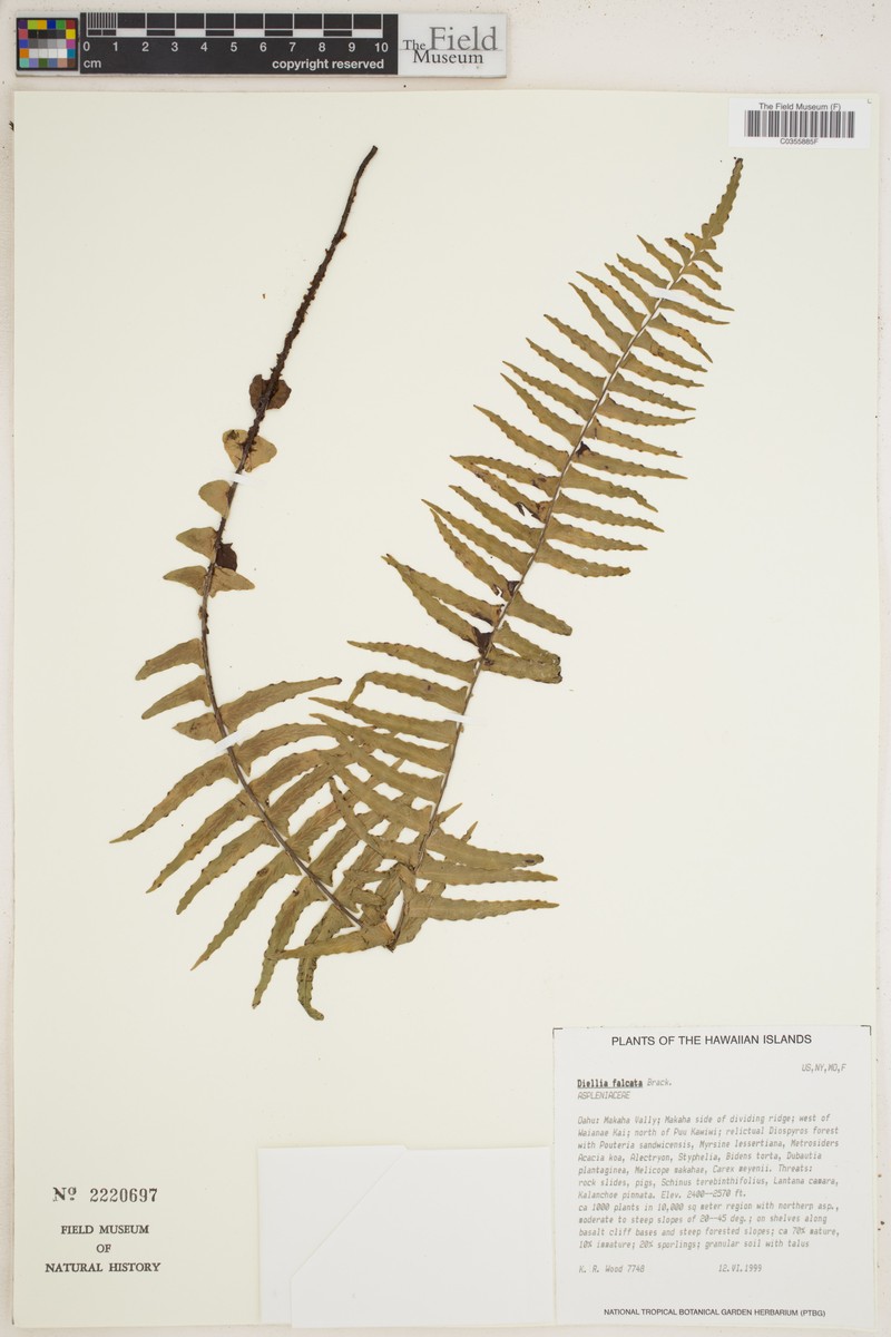 Sickle Island Spleenwort photo 2