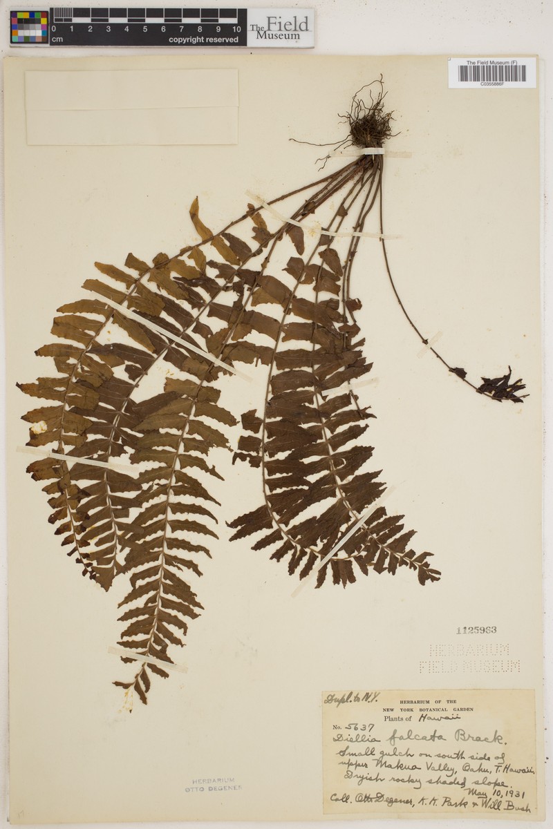 Sickle Island Spleenwort photo 3