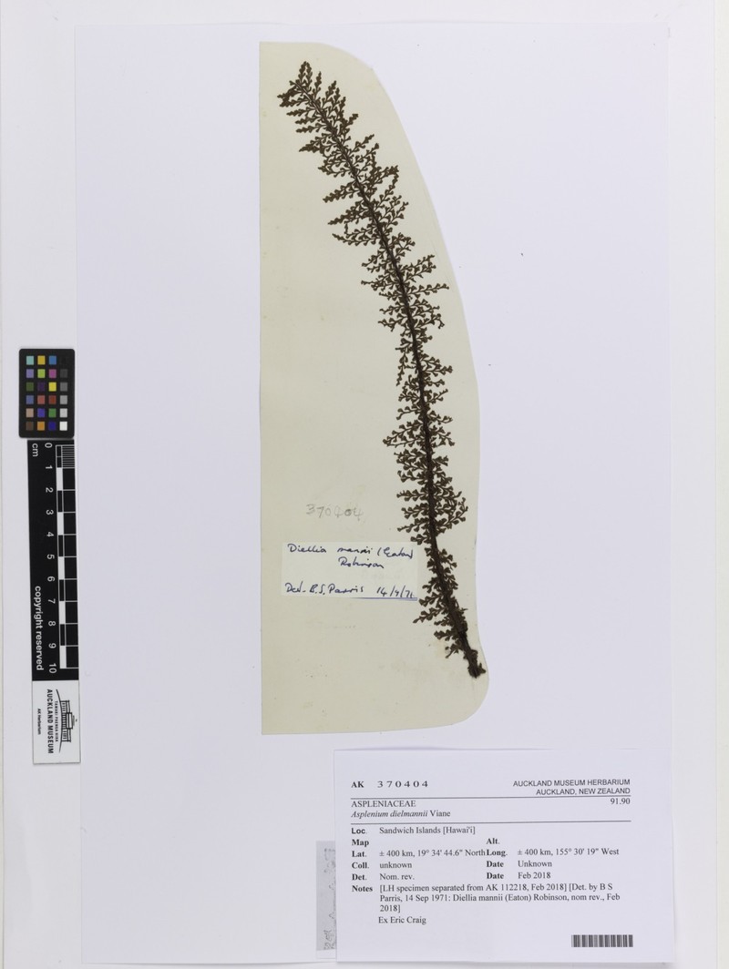 Mann's Island Spleenwort