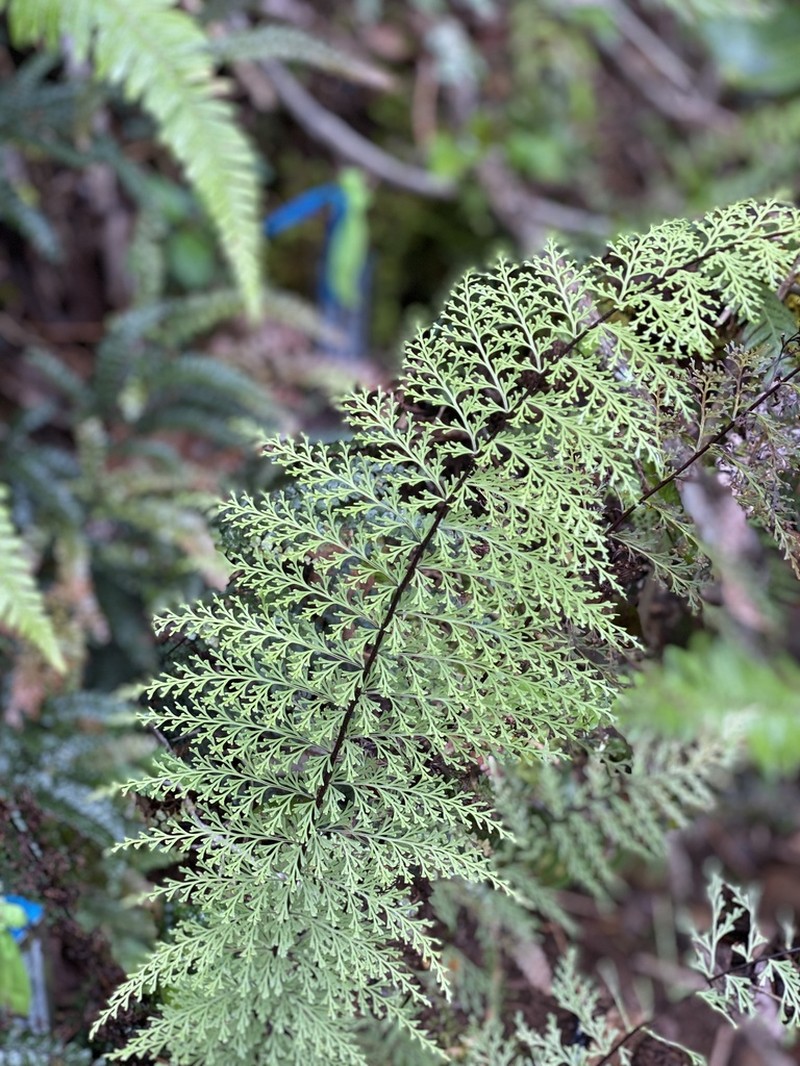 Mann's Island Spleenwort