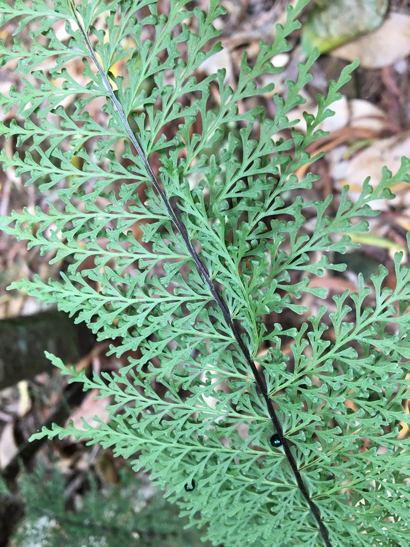 Mann's Island Spleenwort photo 2