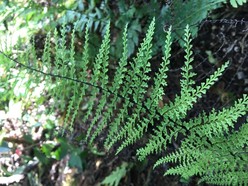 Mann's Island Spleenwort photo 3