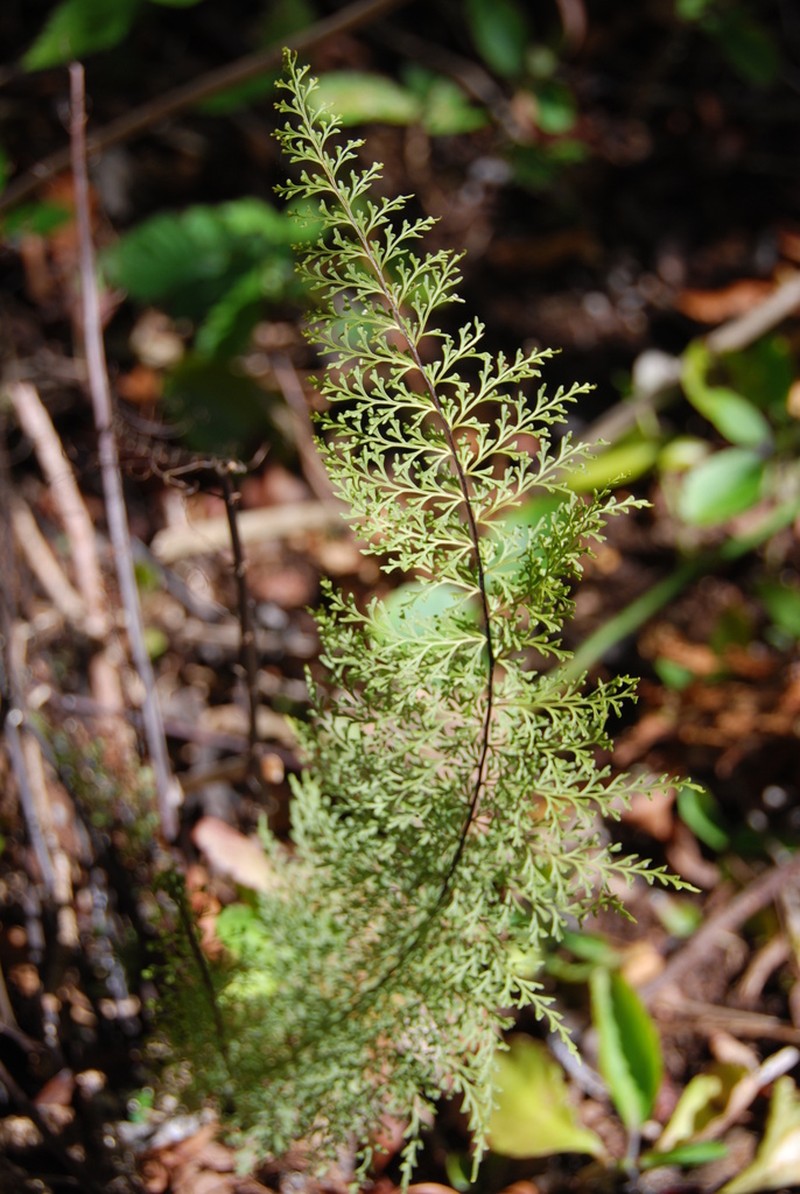 Mann's Island Spleenwort photo 4